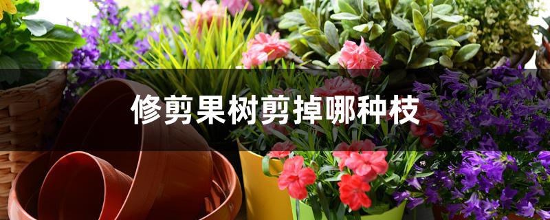 修剪果树剪掉哪种枝 修剪果树剪掉哪种枝