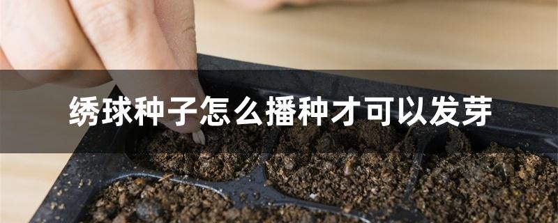 绣球种子怎么播种才可以发芽 绣球种子怎么播种才可以发芽