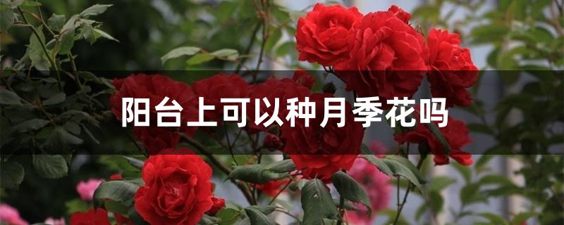 阳台上可以种月季花吗 阳台上可以种月季花吗