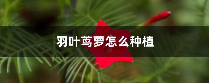 羽叶茑萝怎么种植