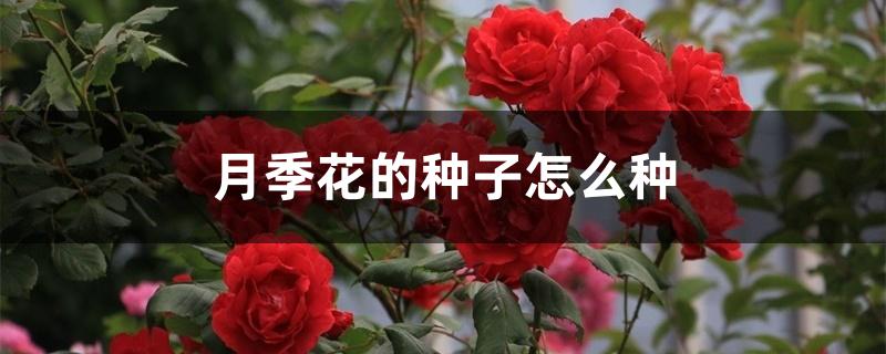 月季花的种子怎么种 月季花的种子怎么种