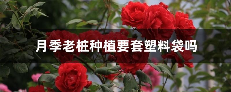 月季老桩种植要套塑料袋吗 月季老桩种植要套塑料袋吗