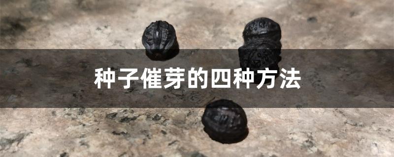 种子催芽的四种方法 种子催芽的四种方法