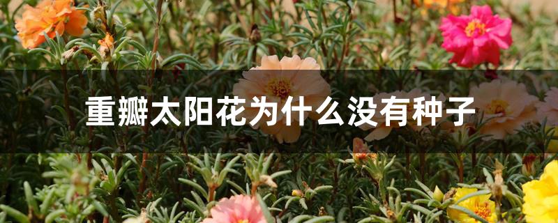 重瓣太阳花为什么没有种子 重瓣太阳花为什么没有种子