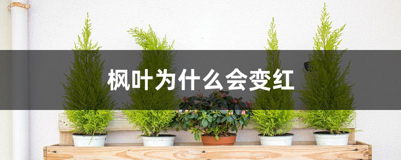 枫叶为什么会变红 枫叶为什么会变红