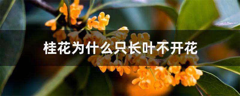 桂花为什么只长叶不开花 桂花为什么只长叶不开花