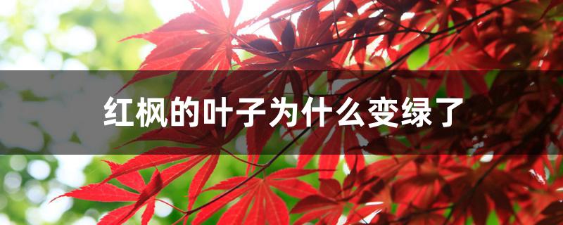 红枫的叶子为什么变绿了