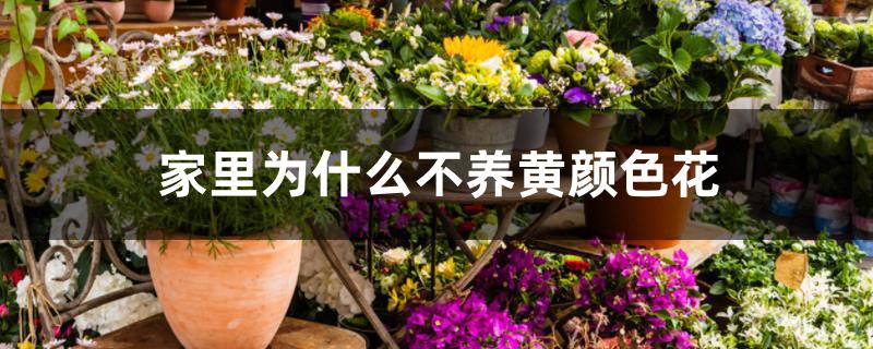 家里为什么不养黄颜色花 家里为什么不养黄颜色花