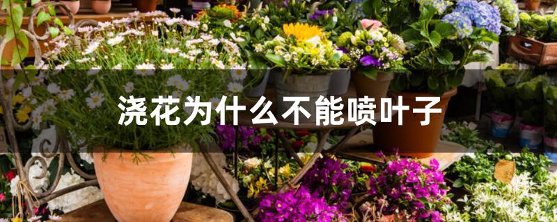 浇花为什么不能喷叶子 浇花为什么不能喷叶子