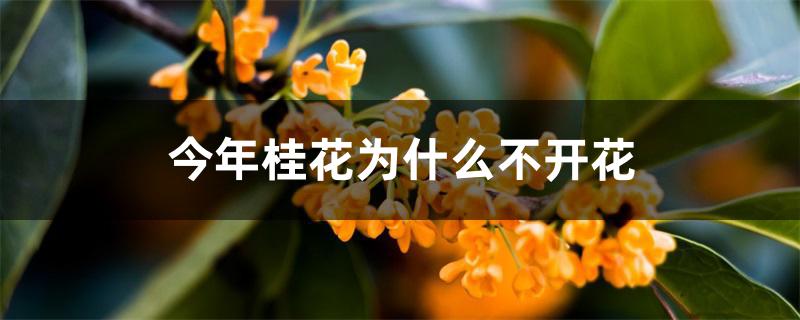 今年桂花为什么不开花 今年桂花为什么不开花
