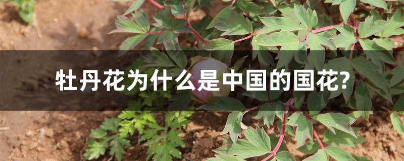 牡丹花为什么是中国的国花? 牡丹花为什么是中国的国花?