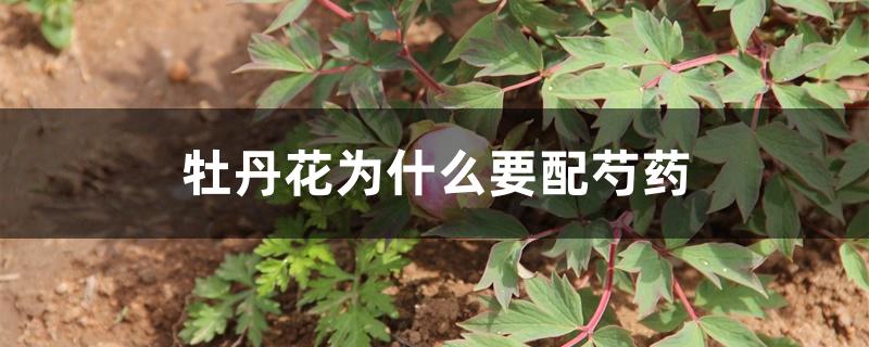 牡丹花为什么要配芍药 牡丹花为什么要配芍药