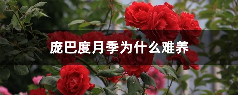 庞巴度月季为什么难养 庞巴度月季为什么难养