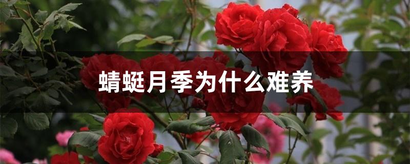 蜻蜓月季为什么难养 蜻蜓月季为什么难养
