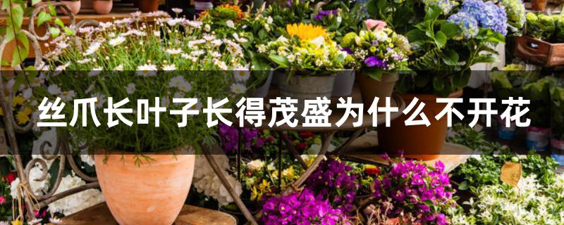丝爪长叶子长得茂盛为什么不开花