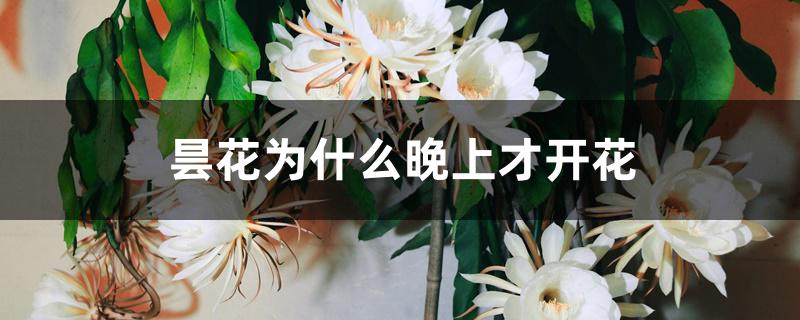 昙花为什么晚上才开花 昙花为什么晚上才开花