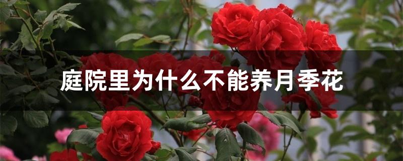 庭院里为什么不能养月季花 庭院里为什么不能养月季花