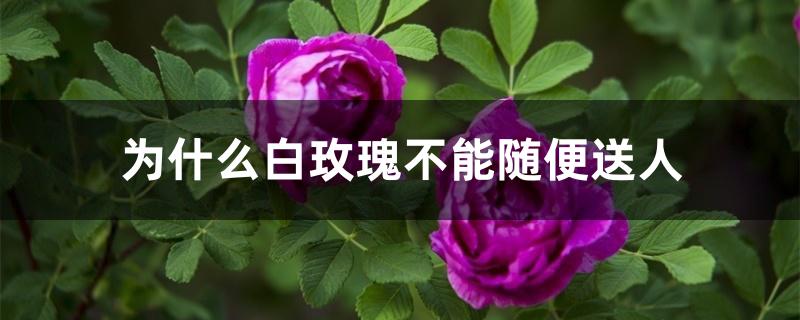 为什么白玫瑰不能随便送人
