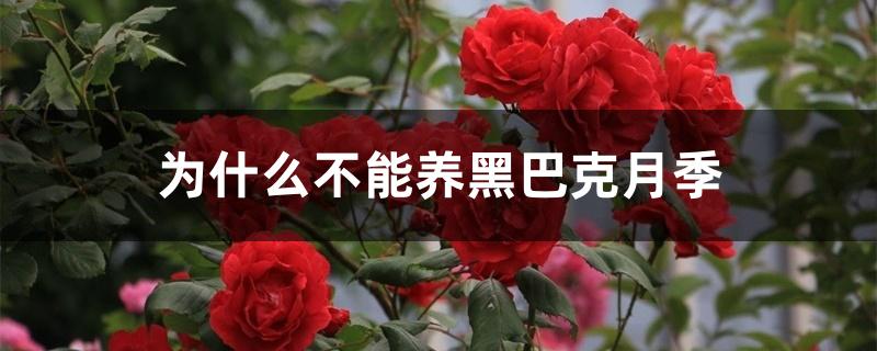 为什么不能养黑巴克月季 为什么不能养黑巴克月季