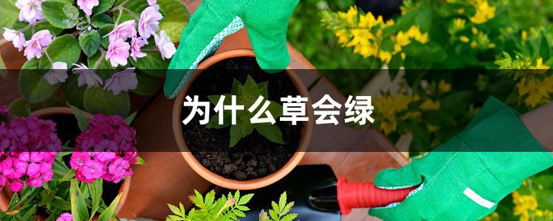 为什么草会绿 为什么草会绿