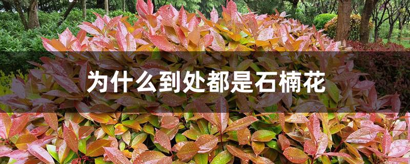 为什么到处都是石楠花 为什么到处都是石楠花