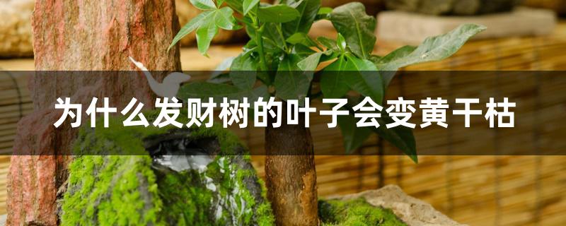 为什么发财树的叶子会变黄干枯 为什么发财树的叶子会变黄干枯