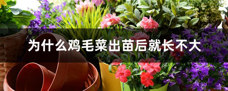 为什么鸡毛菜出苗后就长不大 为什么鸡毛菜出苗后就长不大