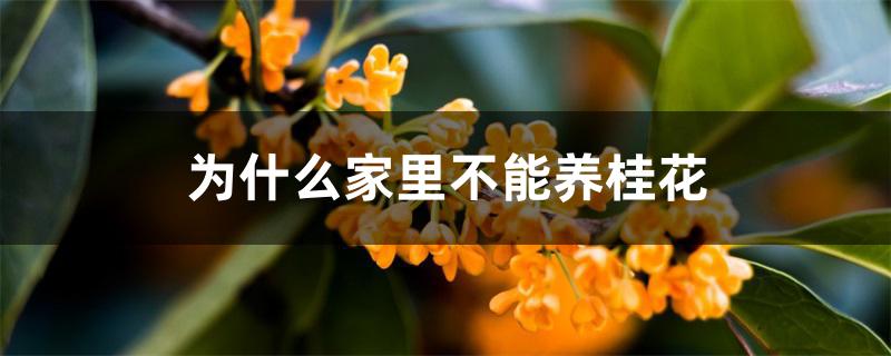 为什么家里不能养桂花 为什么家里不能养桂花
