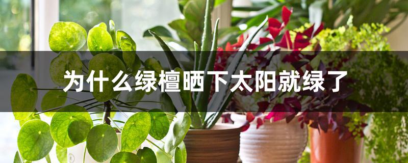 为什么绿檀晒下太阳就绿了 为什么绿檀晒下太阳就绿了
