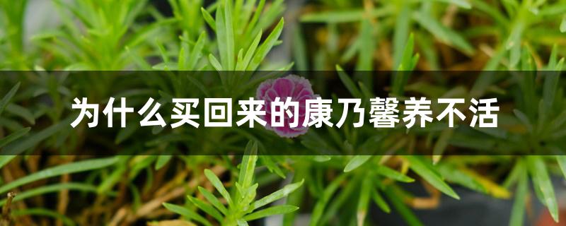 为什么买回来的康乃馨养不活 为什么买回来的康乃馨养不活