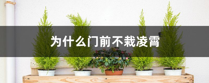 为什么门前不栽凌霄 为什么门前不栽凌霄