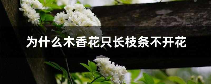 为什么木香花只长枝条不开花 为什么木香花只长枝条不开花