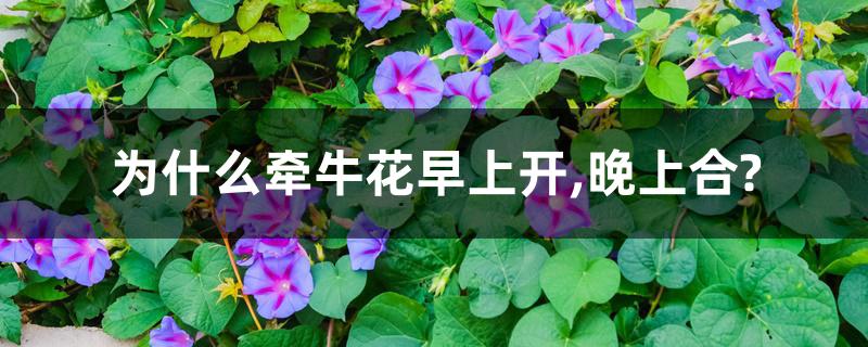 为什么牵牛花早上开,晚上合? 为什么牵牛花早上开,晚上合?