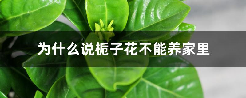 为什么说栀子花不能养家里 为什么说栀子花不能养家里