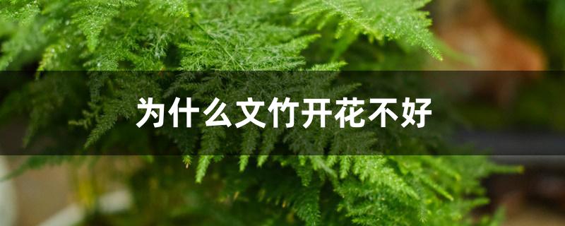 为什么文竹开花不好 为什么文竹开花不好