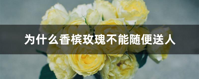 为什么香槟玫瑰不能随便送人 为什么香槟玫瑰不能随便送人