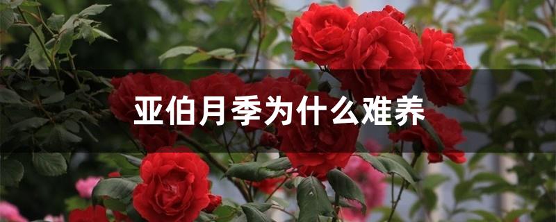亚伯月季为什么难养 亚伯月季为什么难养