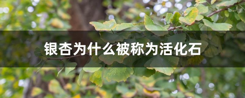 银杏为什么被称为活化石 银杏为什么被称为活化石