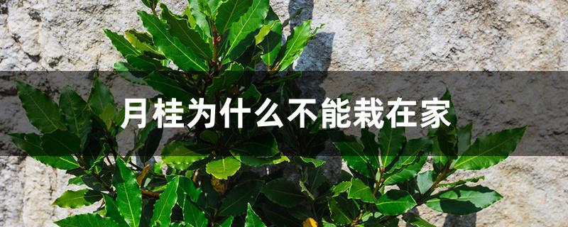 月桂为什么不能栽在家 月桂为什么不能栽在家