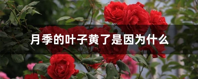月季的叶子黄了是因为什么 月季的叶子黄了是因为什么