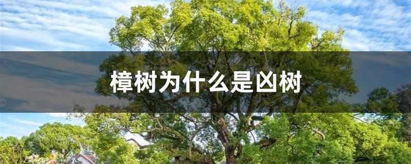 樟树为什么是凶树 樟树为什么是凶树