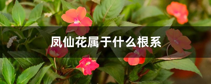 凤仙花属于什么根系 凤仙花属于什么根系