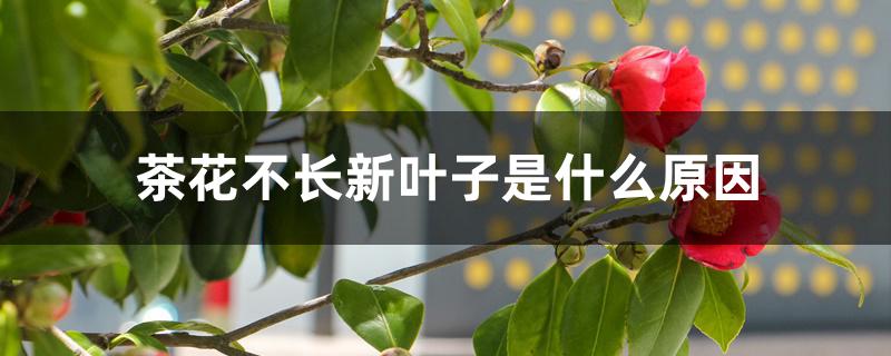 茶花不长新叶子是什么原因 茶花不长新叶子是什么原因