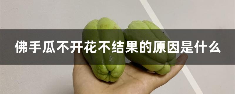 佛手瓜不开花不结果的原因是什么 佛手瓜不开花不结果的原因是什么