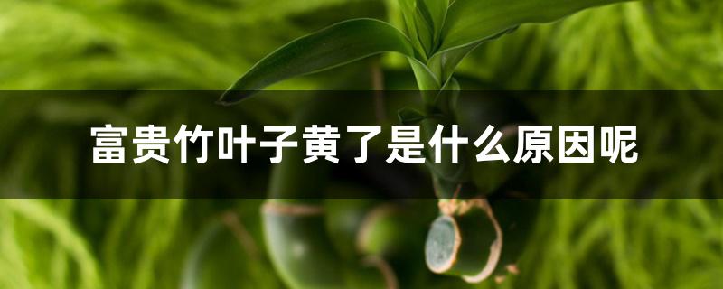 富贵竹叶子黄了是什么原因呢 富贵竹叶子黄了是什么原因呢
