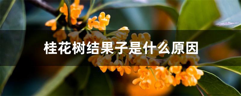 桂花树结果子是什么原因 桂花树结果子是什么原因