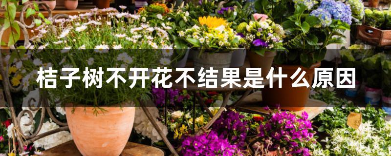 桔子树不开花不结果是什么原因 桔子树不开花不结果是什么原因