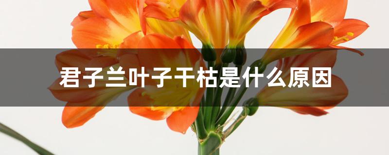 君子兰叶子干枯是什么原因 君子兰叶子干枯是什么原因