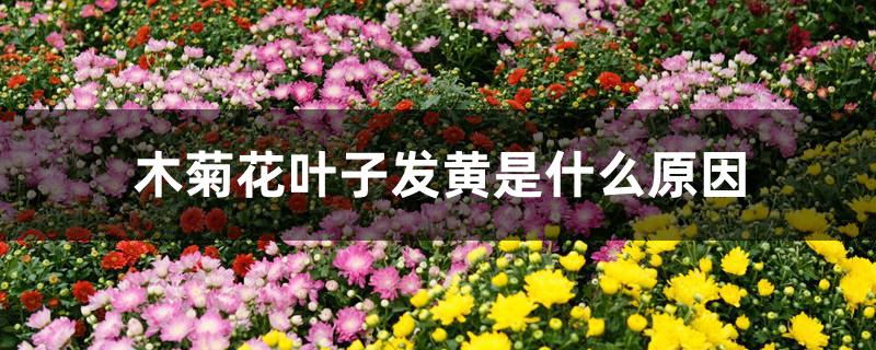 木菊花叶子发黄是什么原因 木菊花叶子发黄是什么原因