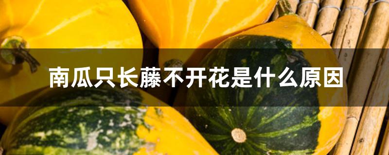 南瓜只长藤不开花是什么原因 南瓜只长藤不开花是什么原因